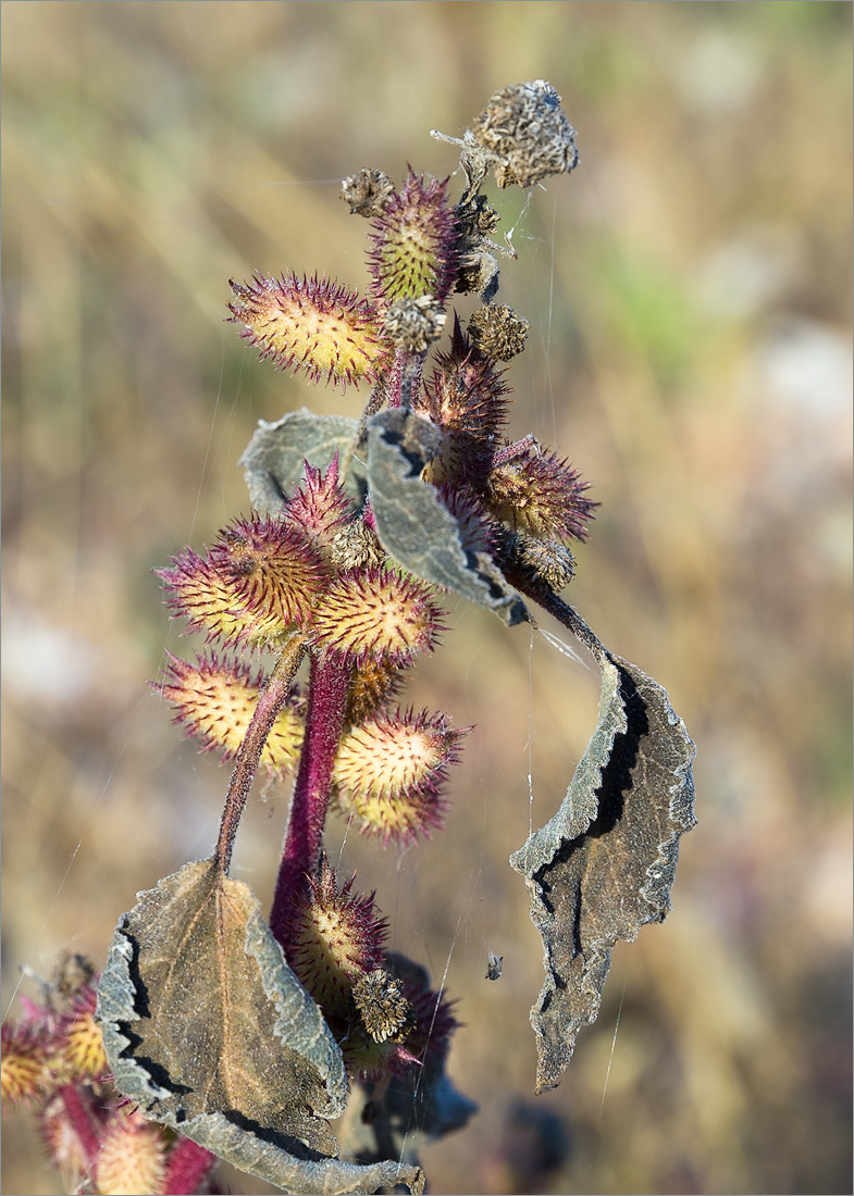 Image of Xanthium orientale specimen.