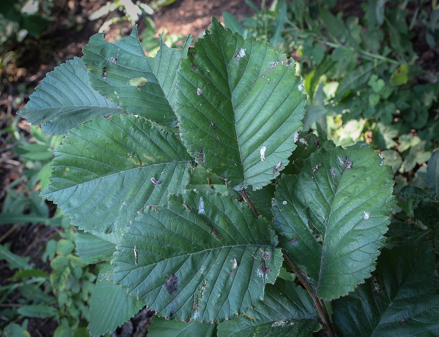 Изображение особи Ulmus glabra.