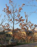 Quercus acutissima