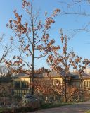 Quercus acutissima. Покоящиеся деревья. Краснодар, парк \"Краснодар\", Японский сад, в культуре. 01.01.2024.