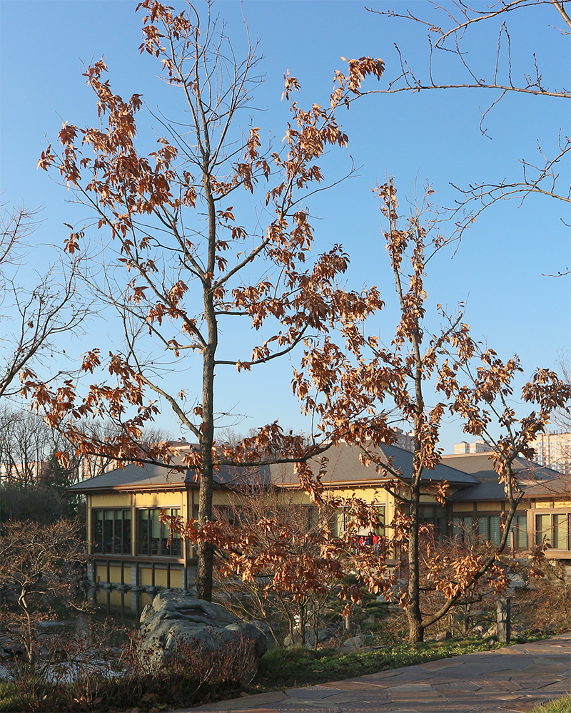 Изображение особи Quercus acutissima.