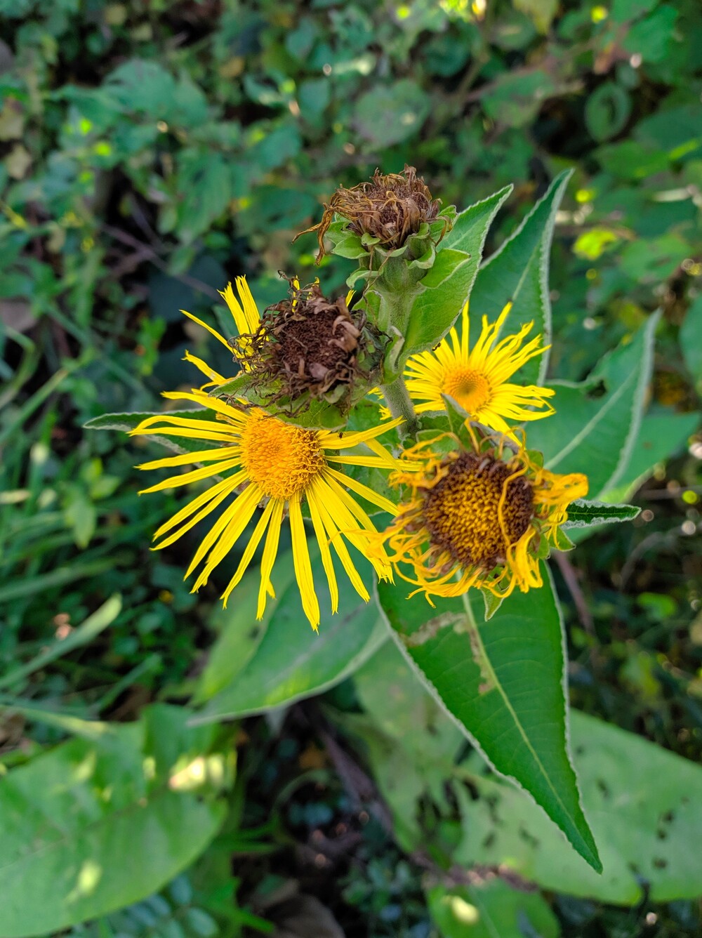 Image of Inula helenium specimen.