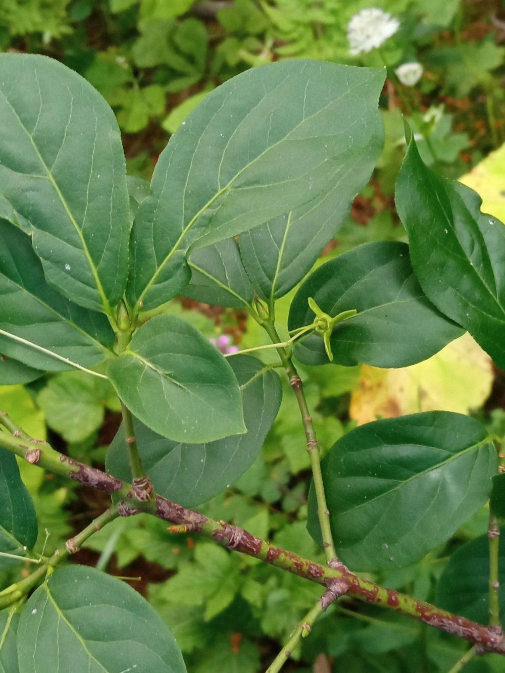 Image of Euonymus leiophloeus specimen.