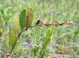 Chamaedaphne calyculata. Верхушка плодоносящего растения. Тверская обл., Жарковский р-н, болото Пелецкий Мох. Август 2021 г.