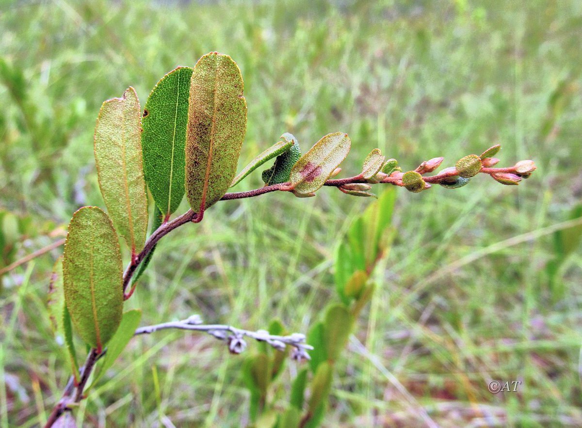 Image of Chamaedaphne calyculata specimen.