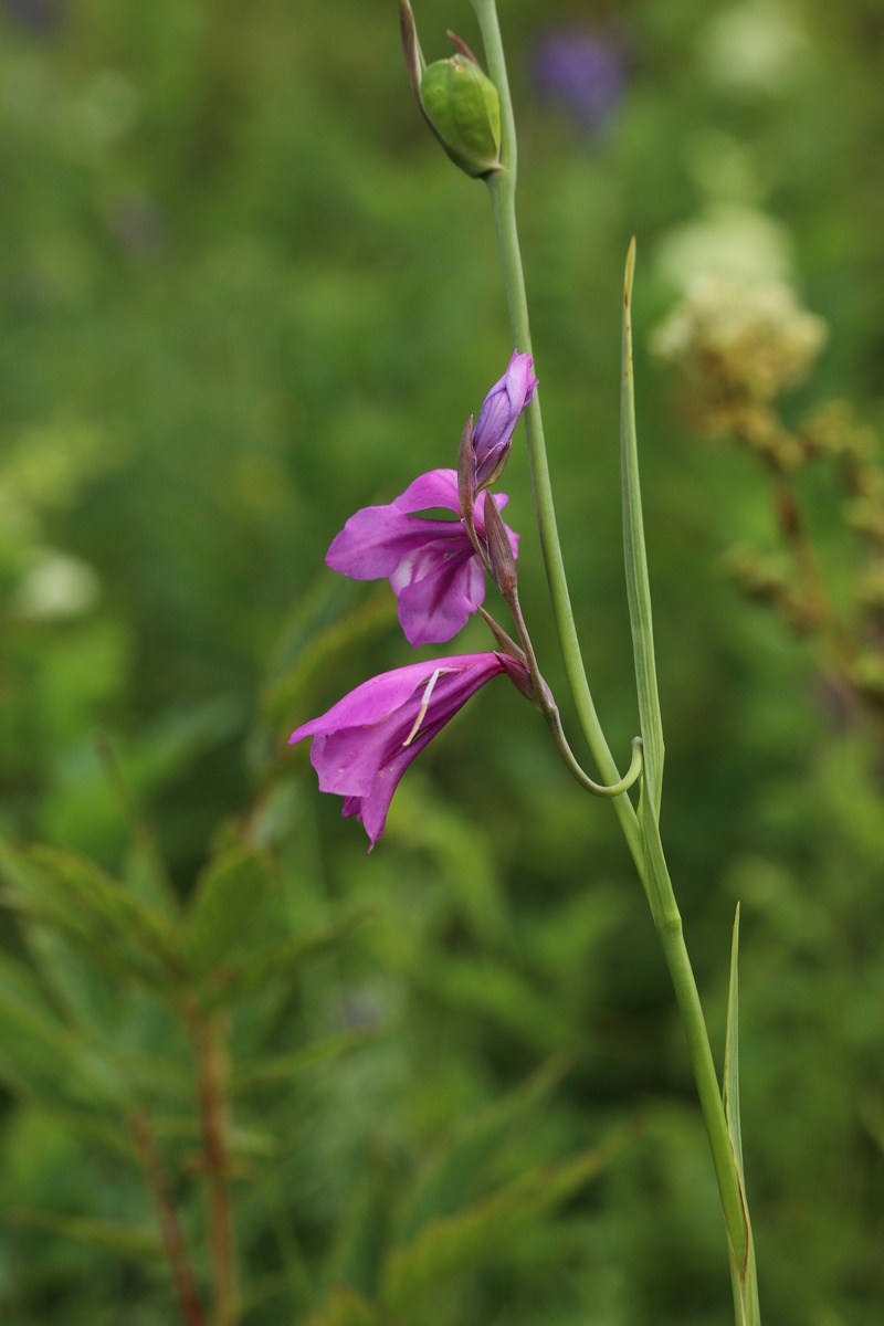 Image of Gladiolus imbricatus specimen.