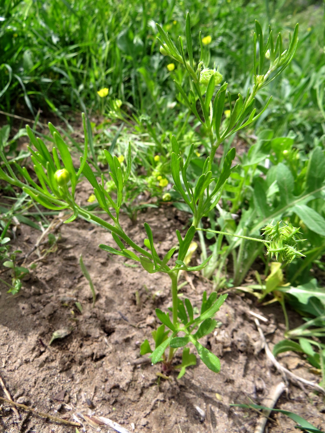 Image of Ranunculus arvensis specimen.