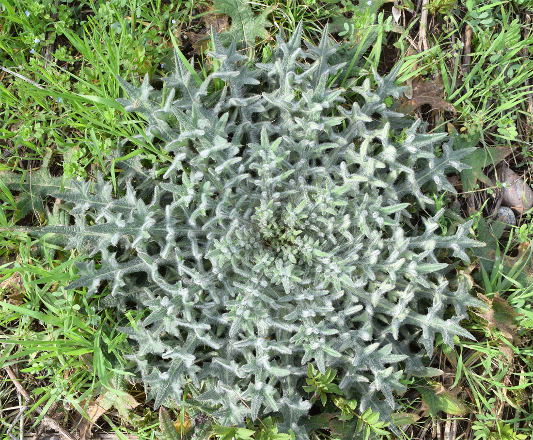 Image of Cirsium vulgare specimen.