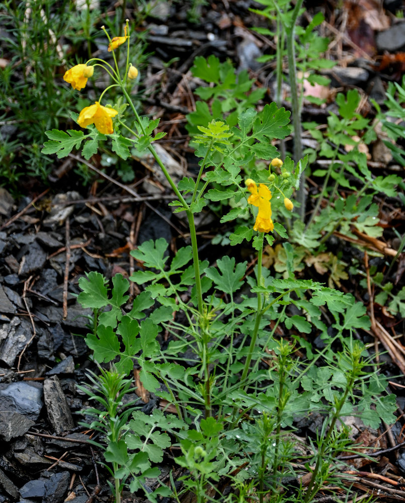 Image of Chelidonium majus specimen.