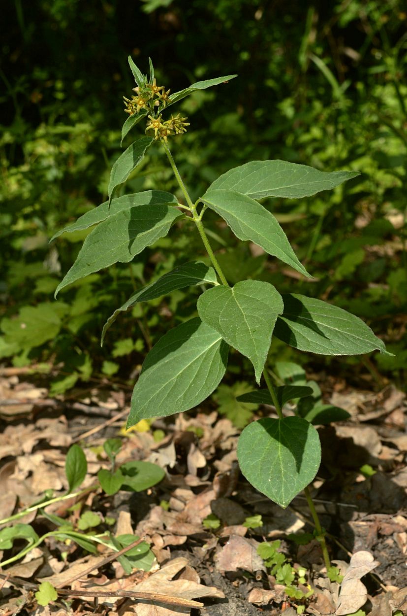 Image of Vincetoxicum maeoticum specimen.