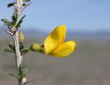 Caragana balchaschensis