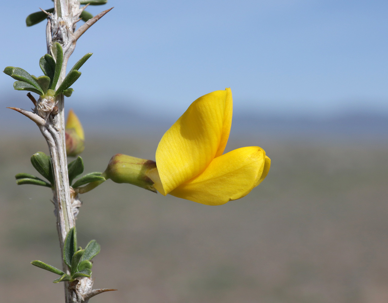 Image of Caragana balchaschensis specimen.
