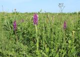Dactylorhiza urvilleana