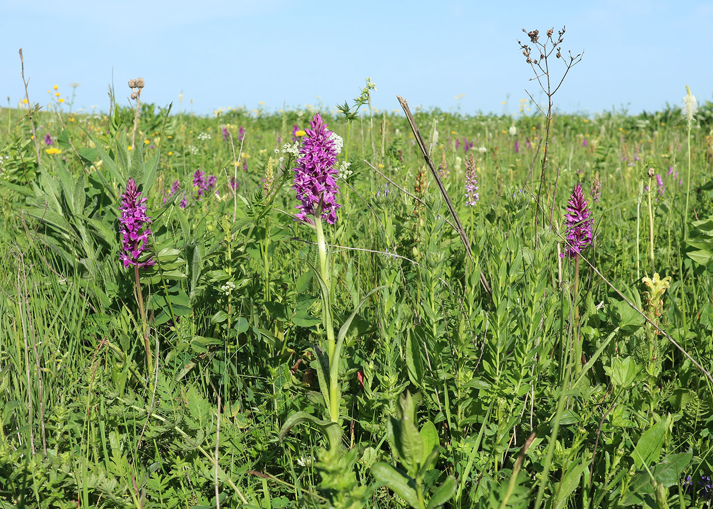 Image of Dactylorhiza urvilleana specimen.