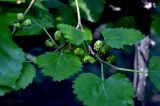 Morus alba
