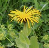 Inula orientalis. Верхушка цветущего растения. Дагестан, верхнее Гунибское плато, ок. 2300 м н.у.м., субальпийский луг. 22.06.2022.
