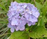 Hydrangea macrophylla