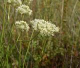 Allium flavescens
