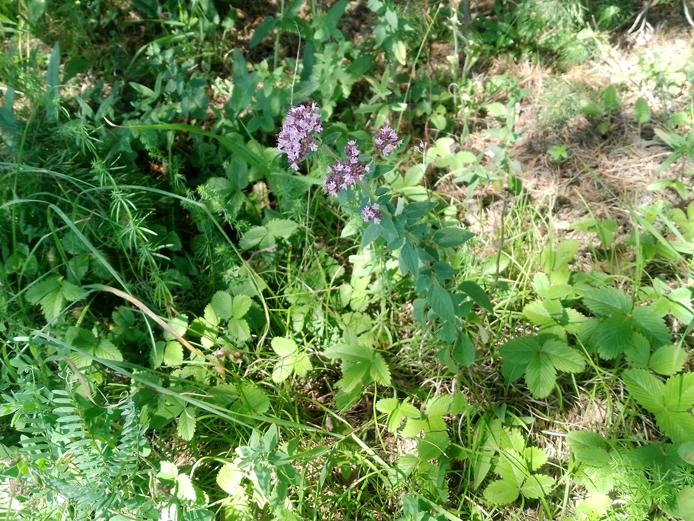 Изображение особи Origanum vulgare.