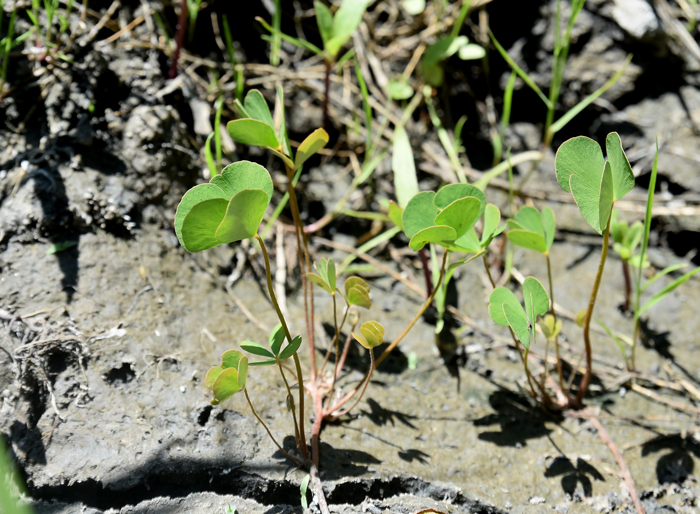 Image of Marsilea aegyptiaca specimen.