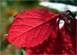 Parthenocissus quinquefolia
