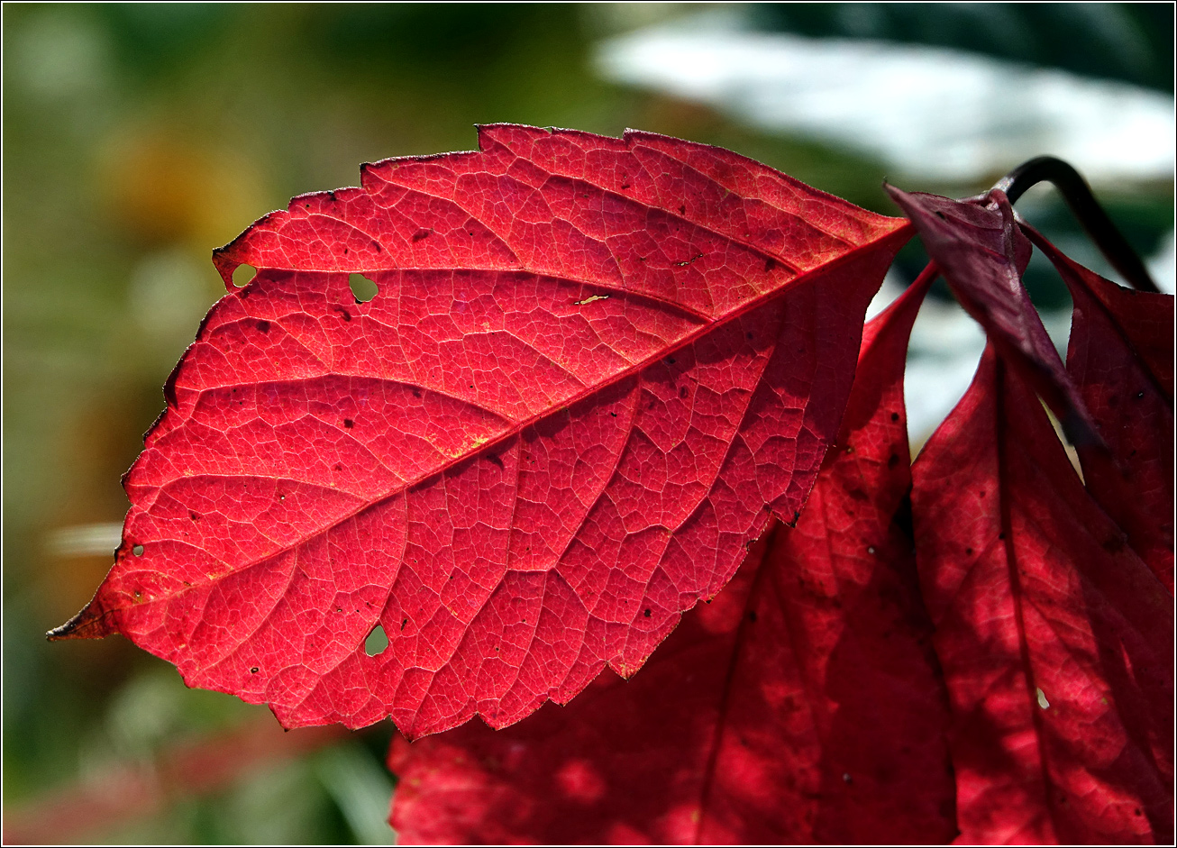 Image of Parthenocissus quinquefolia specimen.