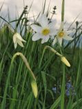 Narcissus angustifolius