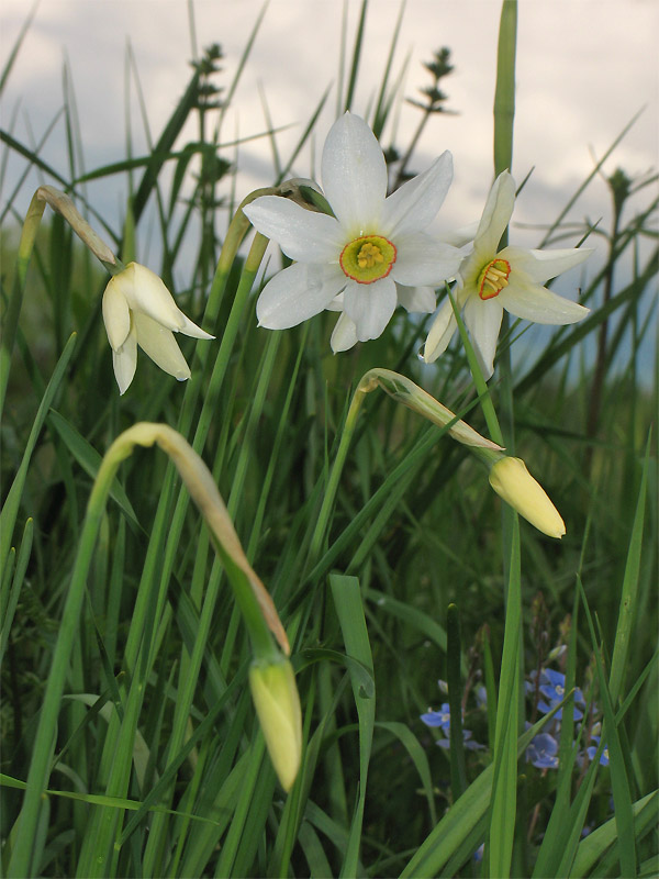 Изображение особи Narcissus angustifolius.
