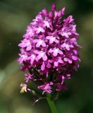 Image of taxon representative. Author is Лида Онищенко