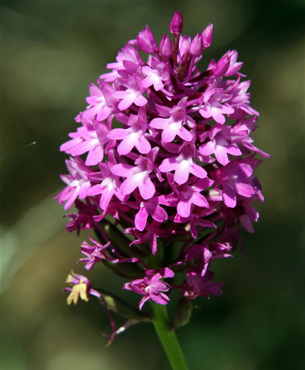Image of Anacamptis pyramidalis specimen.