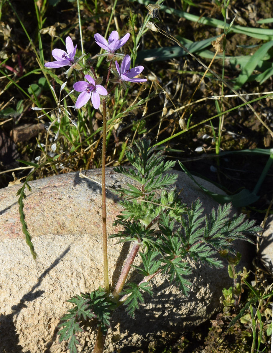 Image of Erodium cicutarium specimen.