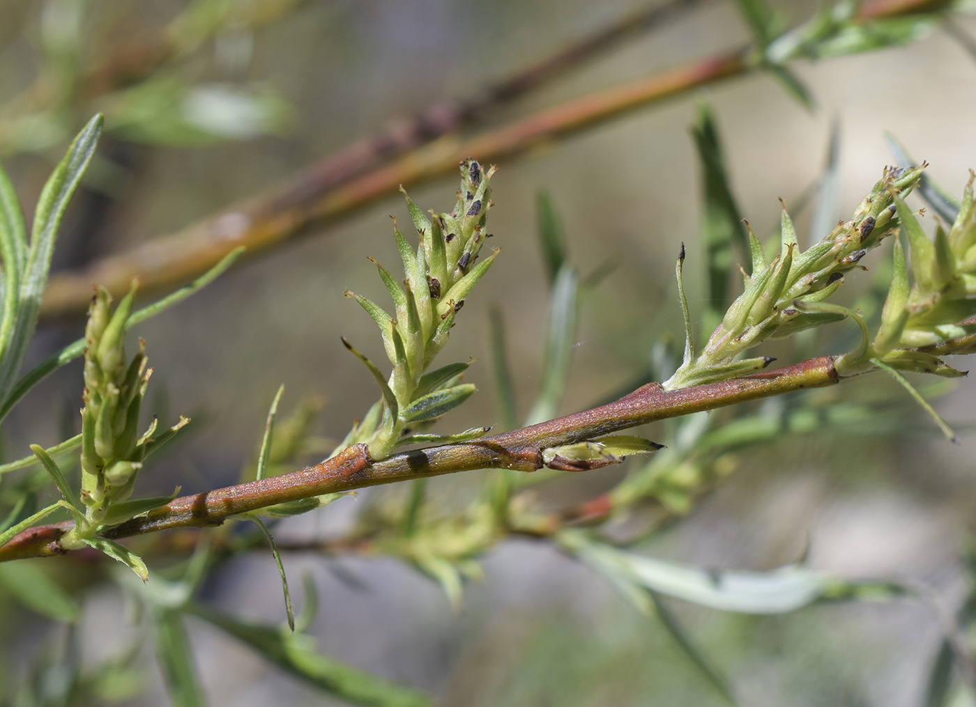 Image of Salix eleagnos specimen.