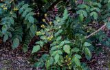 Mahonia bealei