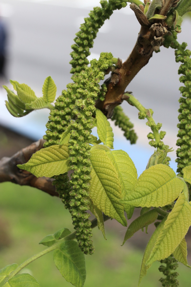 Image of Juglans mandshurica specimen.