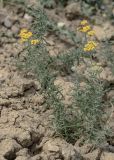 род Achillea