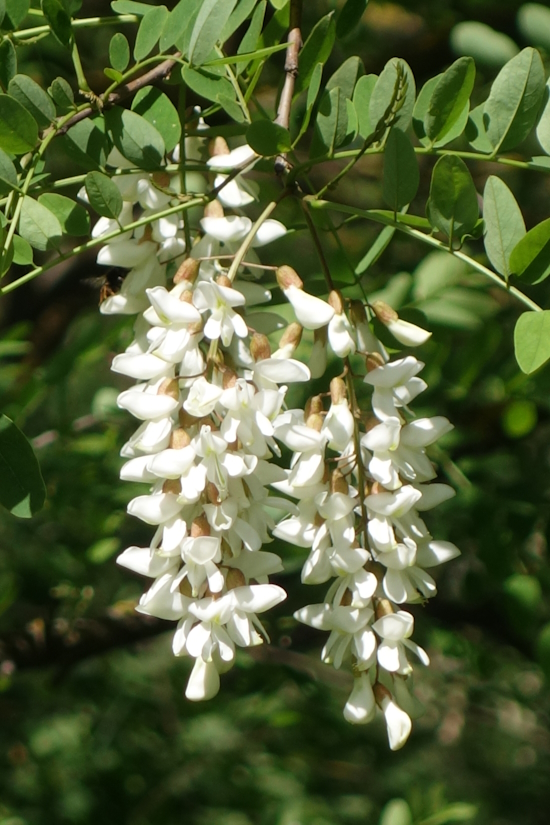 Изображение особи Robinia pseudoacacia.