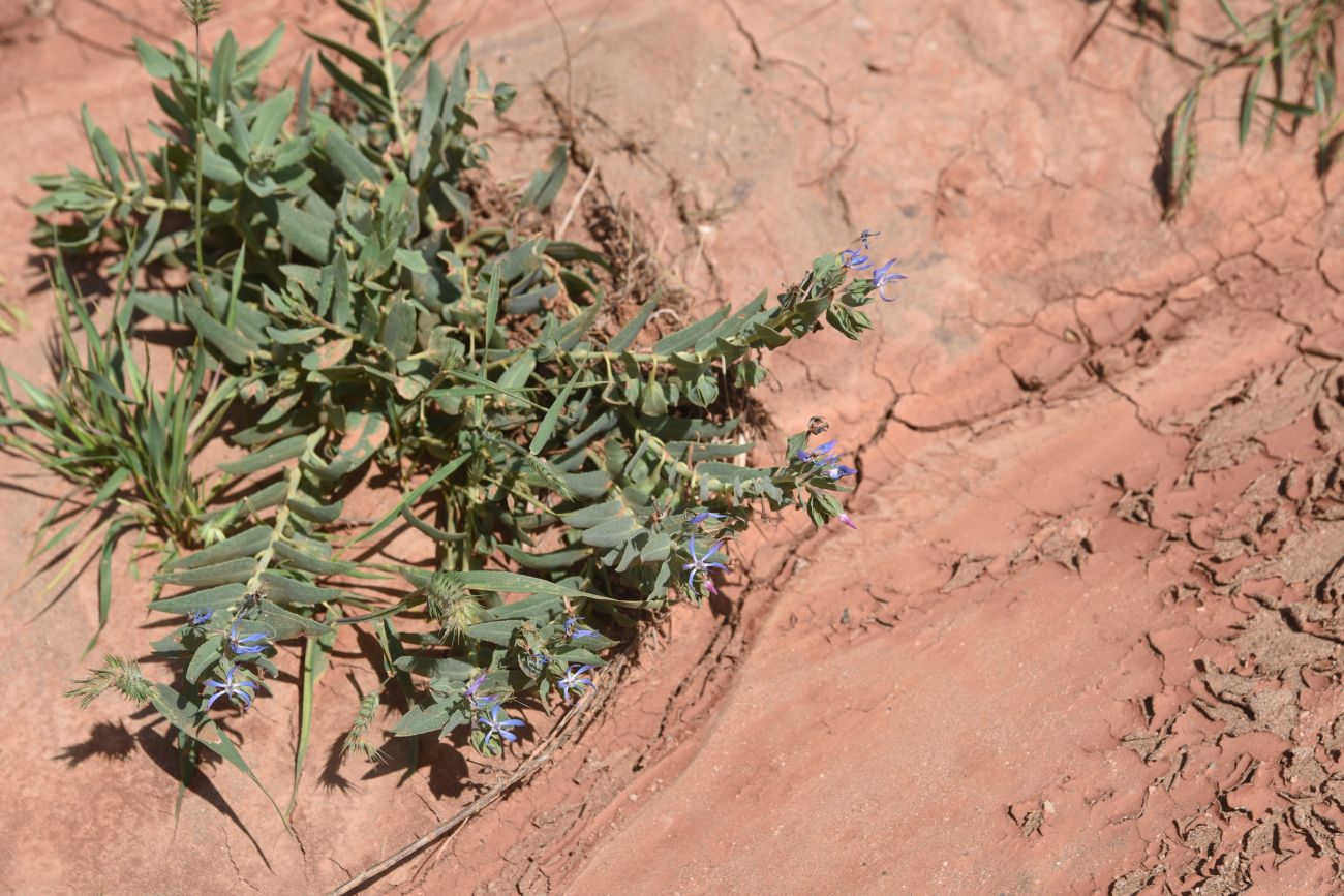 Image of Caccinia macranthera specimen.