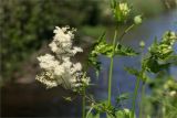 Filipendula ulmaria. Верхушка побега с соцветием (в сообществе с Cirsium oleraceum). Ленинградская обл., Ломоносовский р-н, окр. дер. Низино, берег Старопетергофского канала. 15.07.2025.
