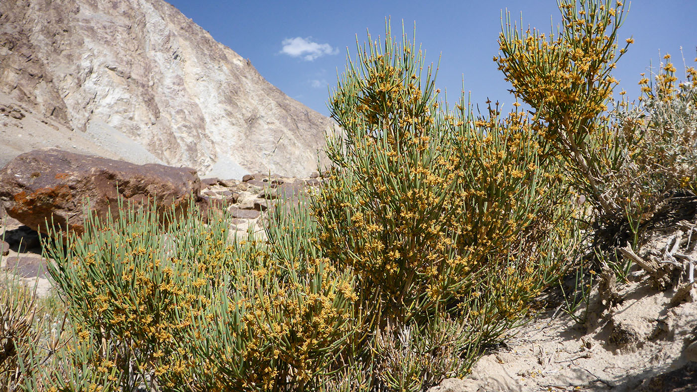 Image of genus Ephedra specimen.