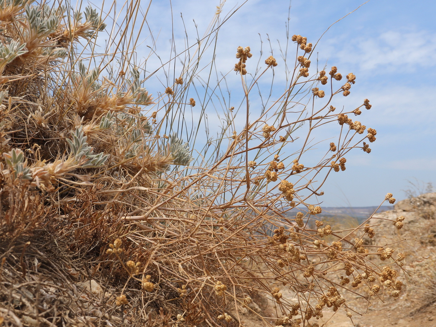 Image of Rumia crithmifolia specimen.