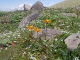 Taraxacum porphyranthum