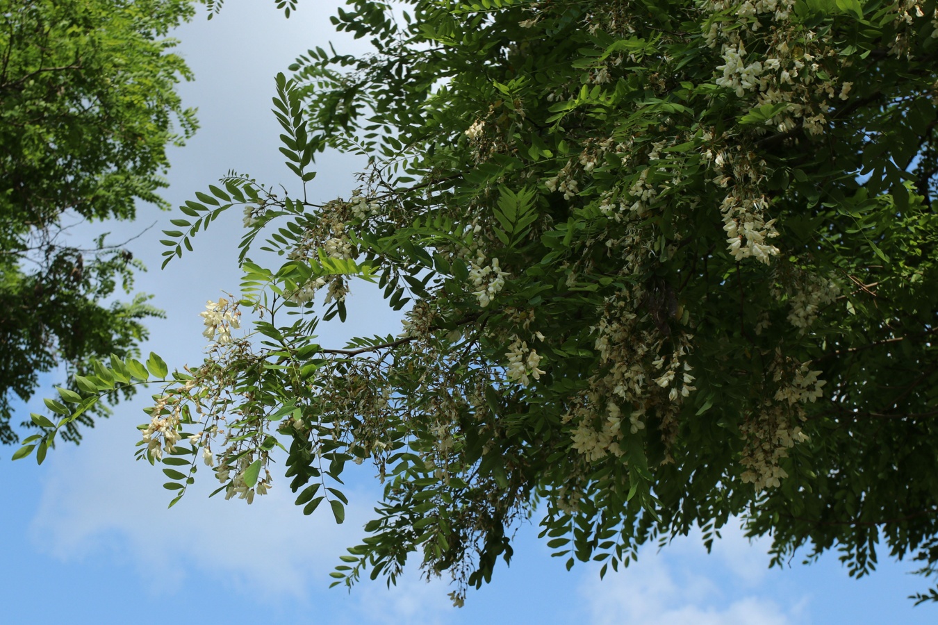 Изображение особи Robinia pseudoacacia.