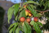 Persica vulgaris разновидность nectarina. Верхушка ветки с плодами. Израиль, г. Яффо, в культуре. 08.05.2025.