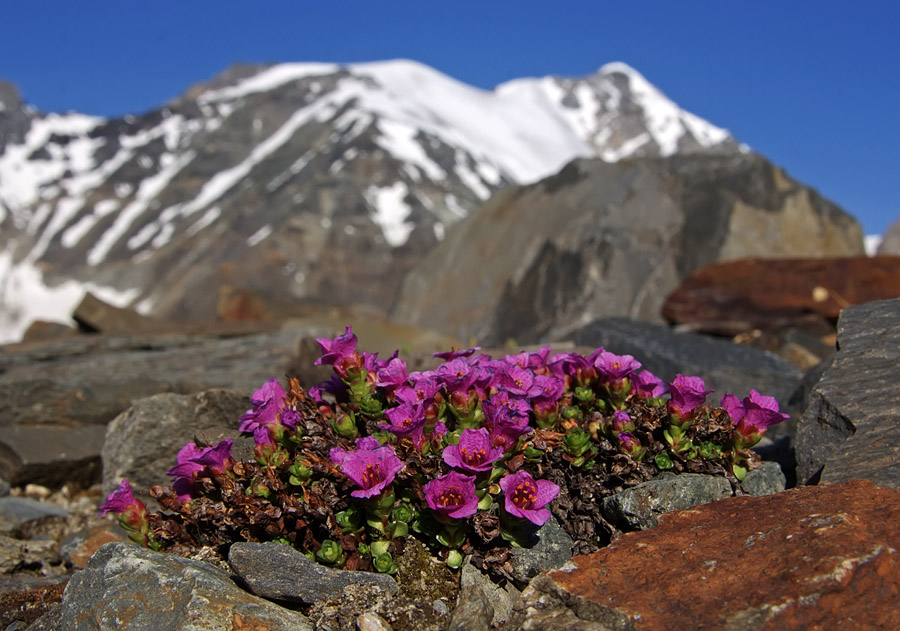 Изображение особи Saxifraga asiatica.