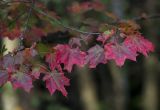 Acer platanoides