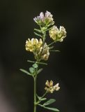 Medicago × varia