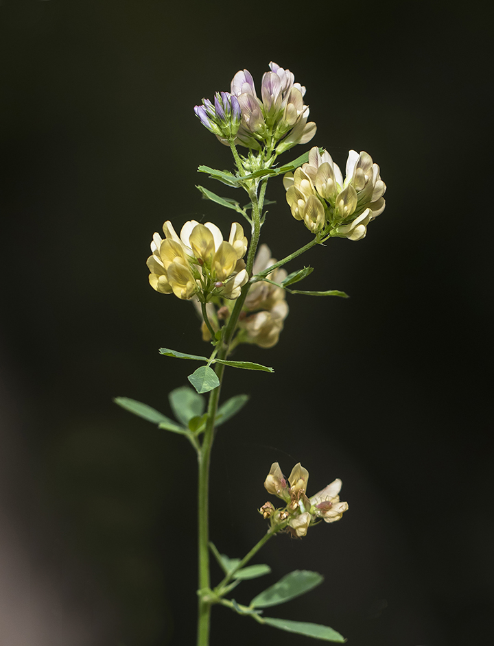Изображение особи Medicago &times; varia.