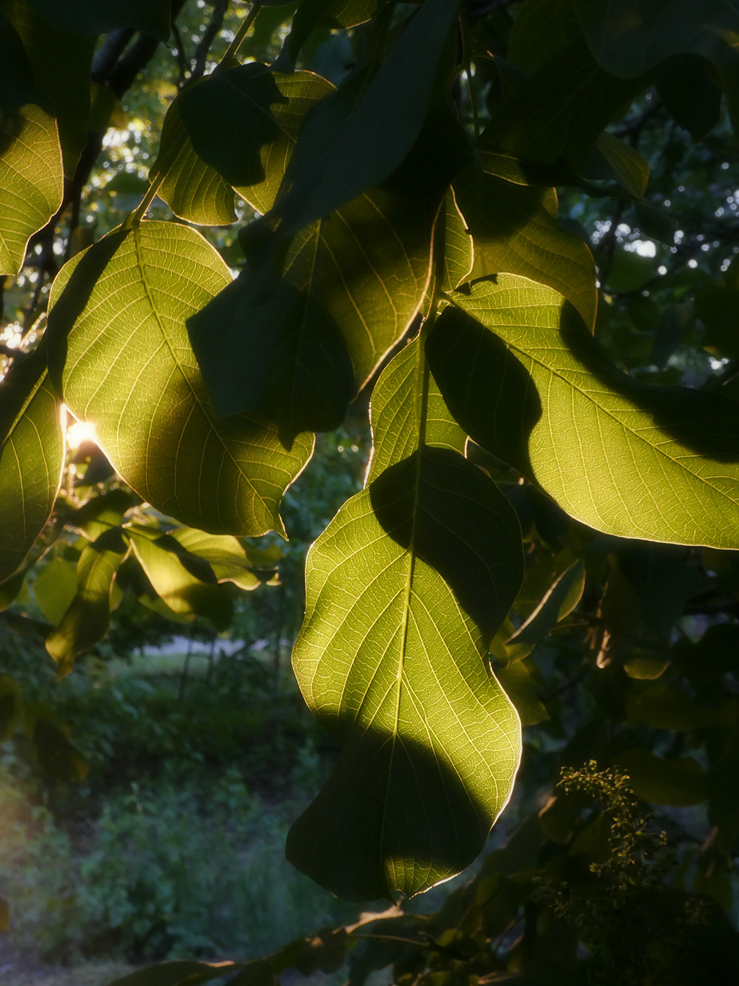 Image of Juglans regia specimen.