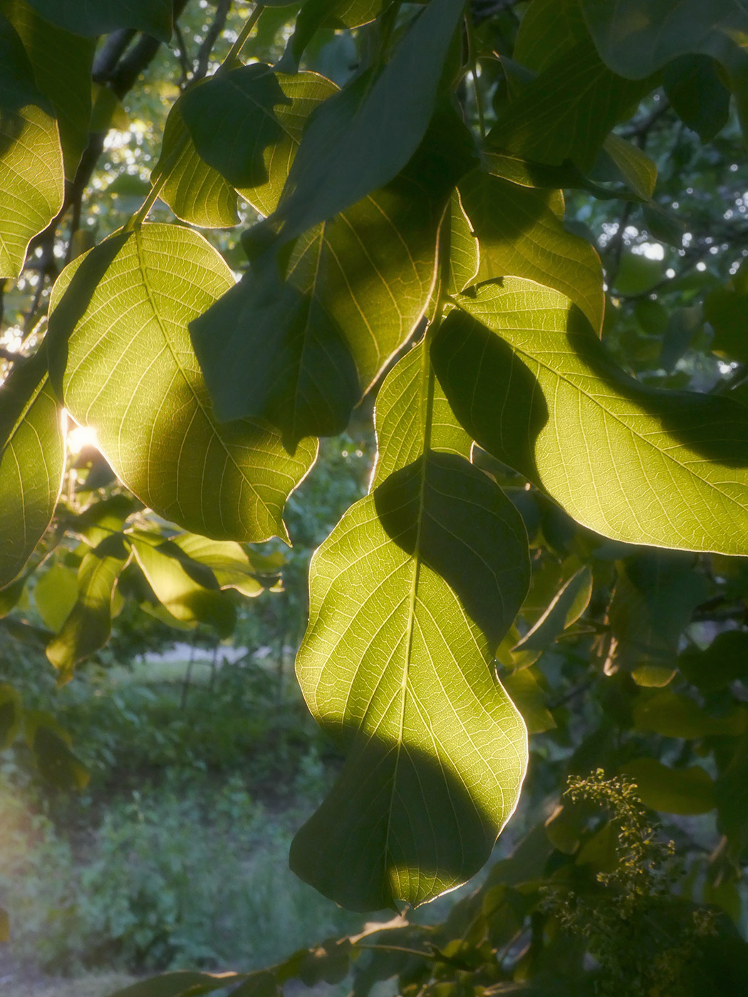 Изображение особи Juglans regia.