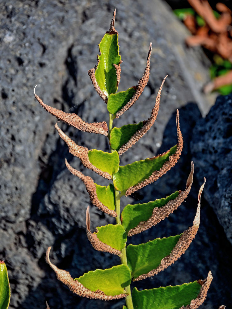 Изображение особи Cyrtomium falcatum.